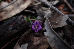 Thysanotus patersonii