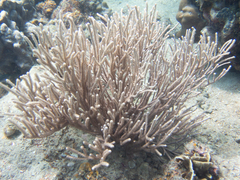 Rumphella