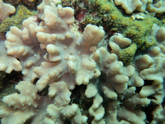 Sinularia brassica