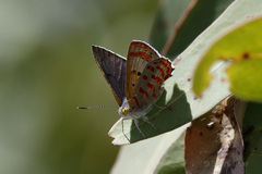 Hypochrysops ignitus