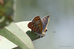 Hypochrysops ignitus