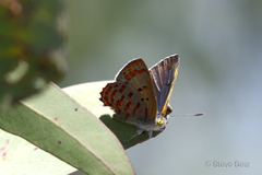 Hypochrysops ignitus