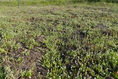 Plagiobothrys undulatus