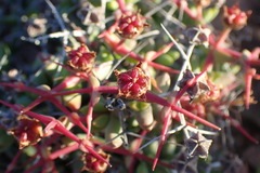 Ruschia spinosa