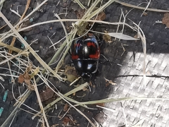 Hister quadrimaculatus