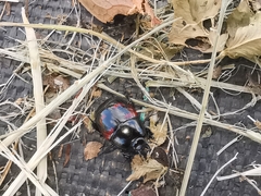 Hister quadrimaculatus