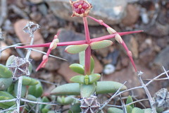 Ruschia spinosa