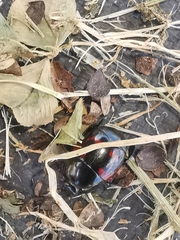 Hister quadrimaculatus