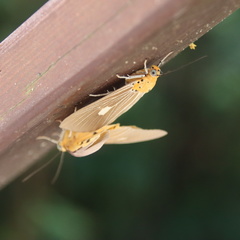 Asota plaginota