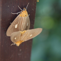 Asota plaginota