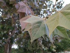 Platanus