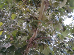 Platanus
