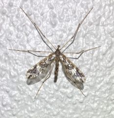 Mischoderus annuliferus