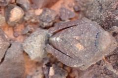 Akicerinae