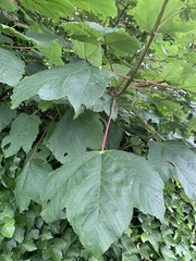 Acer pseudoplatanus