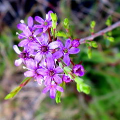 Agathosma purpurea