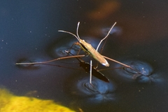 Limnoporus rufoscutellatus