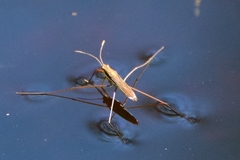 Limnoporus rufoscutellatus
