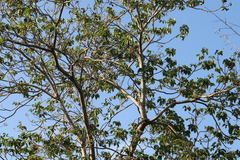 Sterculia quadrifida