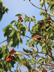 Sterculia quadrifida