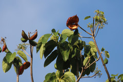 Sterculia quadrifida