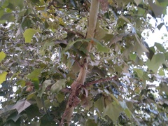 Platanus
