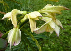 Carmichaelia williamsii