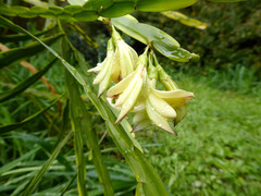 Carmichaelia williamsii