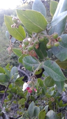 Arctostaphylos crustacea