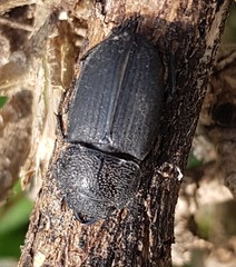 Aegus chelifer