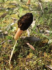 Morchella australiana