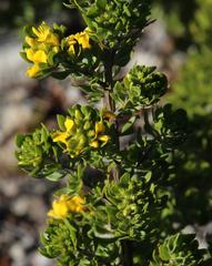 Aspalathus securifolia