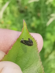 Coleophora anatipennella