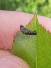 Coleophora anatipennella