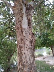 Platanus