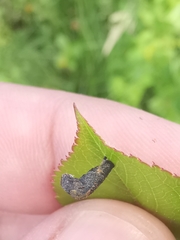 Coleophora anatipennella