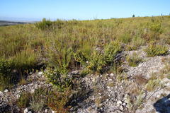 Aspalathus securifolia