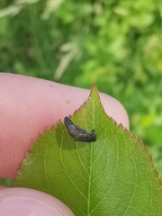 Coleophora anatipennella