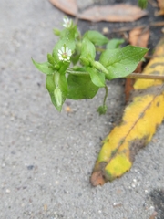 Stellaria media