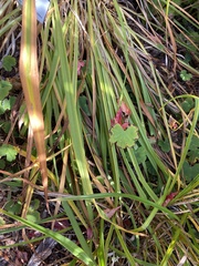 Eriocapitella × hybrida