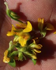 Aspalathus securifolia