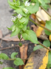 Stellaria media
