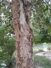 Platanus