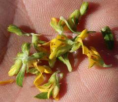 Aspalathus securifolia