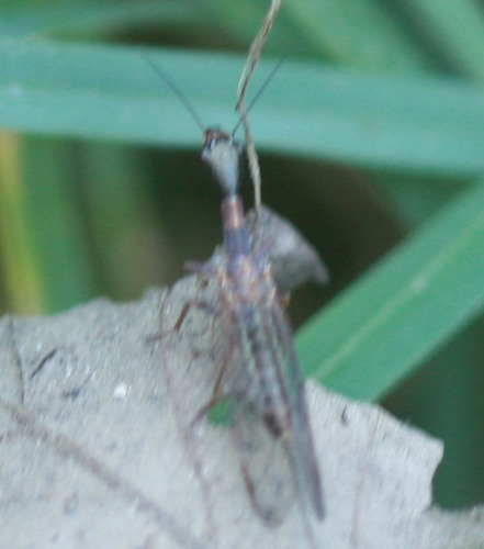 Raphidioptera