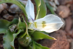 Moraea falcifolia
