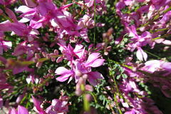 Indigofera langebergensis