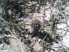 Euphorbia clava