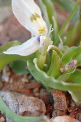 Moraea falcifolia