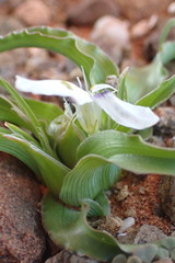 Moraea falcifolia